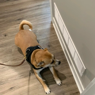 Michigan Mold Inspection