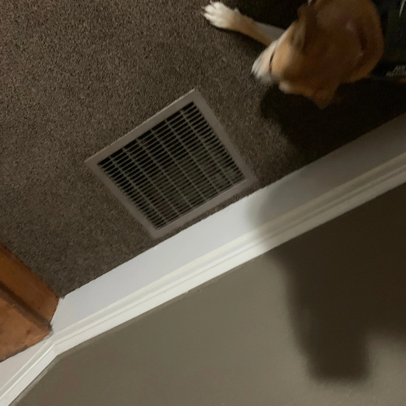 Mold Detection Ann Arbor