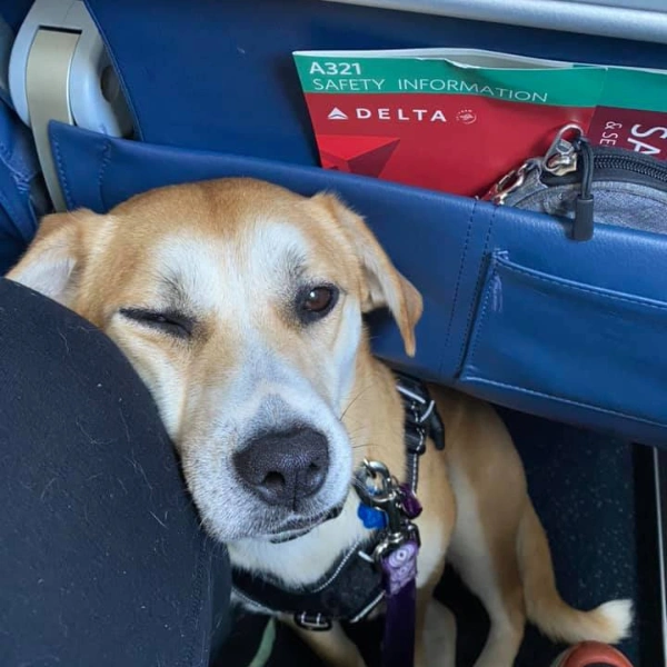 Mold Detection Company Warren Mi