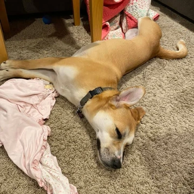 Mold Inspection Detroit Mi