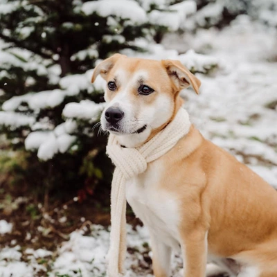 Mold Inspection Kalamazoo