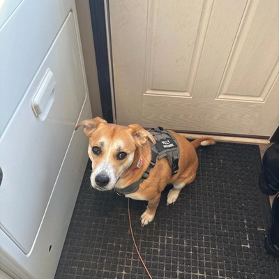 Mold Inspection Michigan