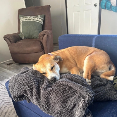 Mold Inspection Naperville Il