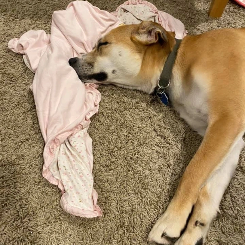 Mold Testing Companies Warren Mi