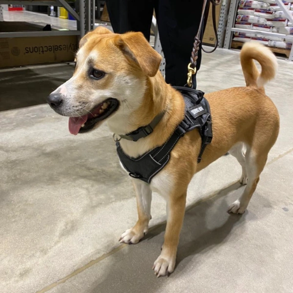 Mold Testing Downers Grove Il