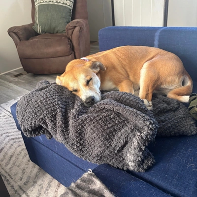 Mold Testing Michigan