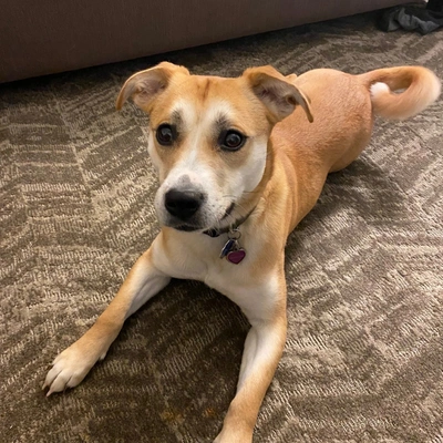 Mold Testing Naperville Il