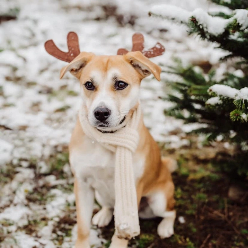 Mold Testing Sterling Heights