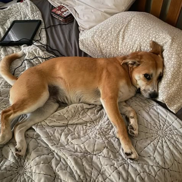 Professional Mold Inspection In Lansing