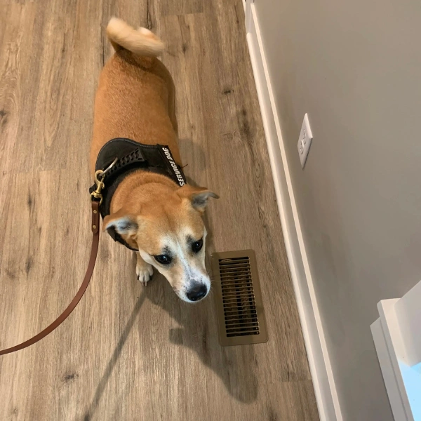 Professional Mold Inspector Southfield