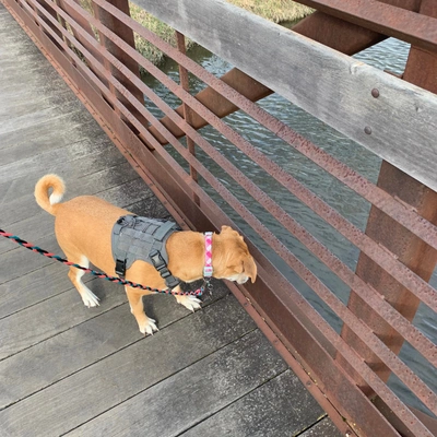 naperville mold inspection