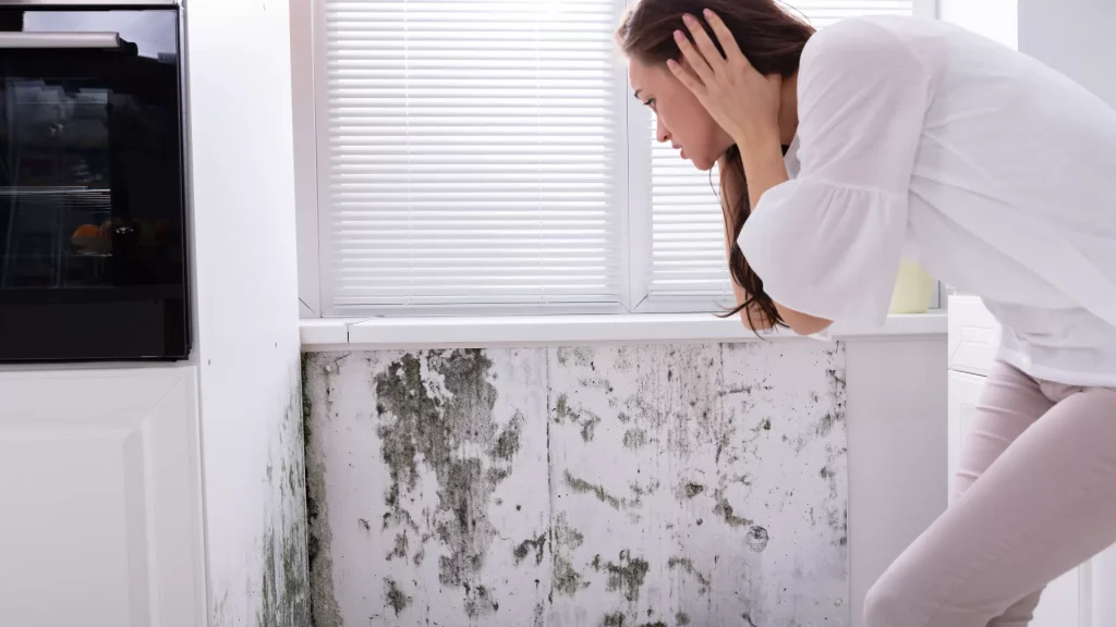 Black Mold Myths