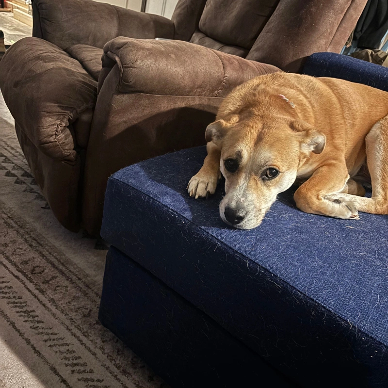 Mold Inspection Indiana