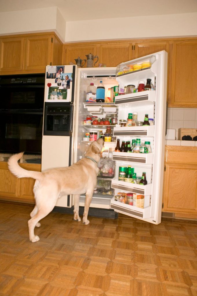 dog sniffing mold