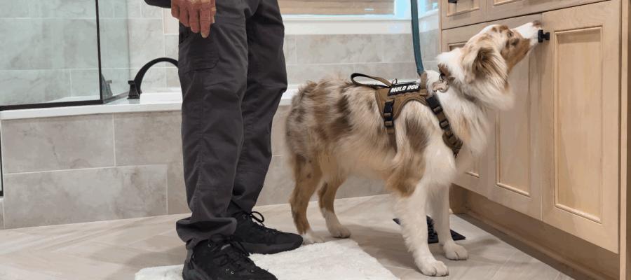 mold dog