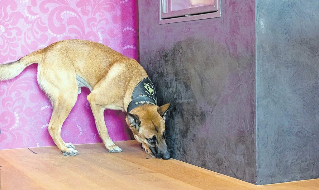 How a Mold Sniffing Dog Finds Hidden Mold Faster