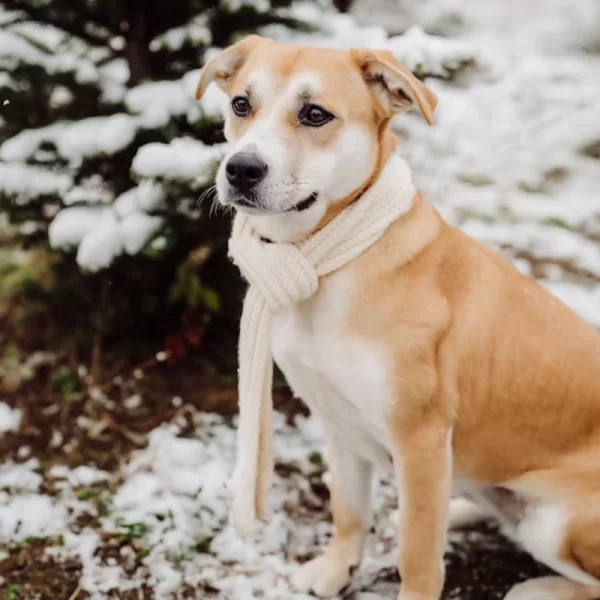 Detroit mold inspections