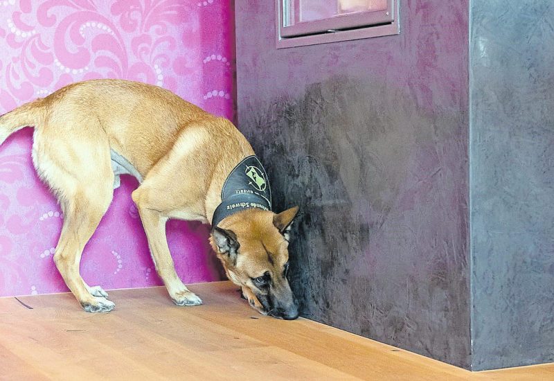 How a Mold Sniffing Dog Finds Hidden Mold Faster