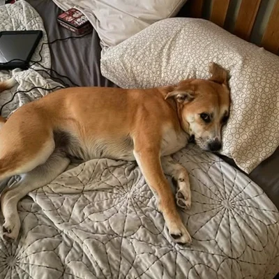 Mold Testing Indiana