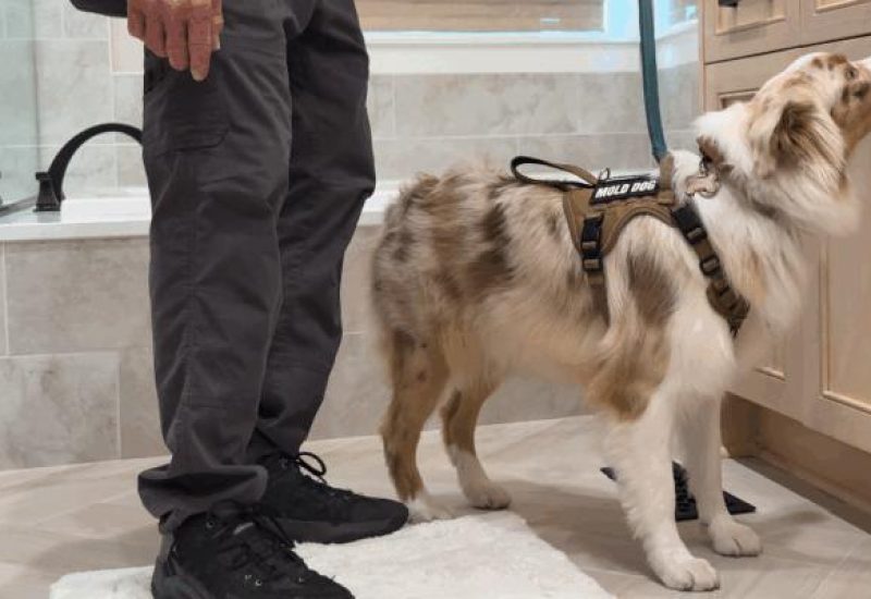 mold dog