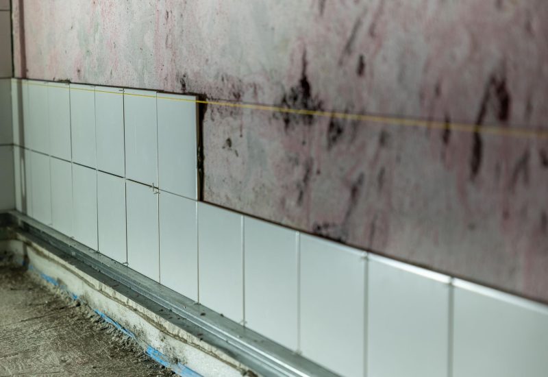 walls with mold